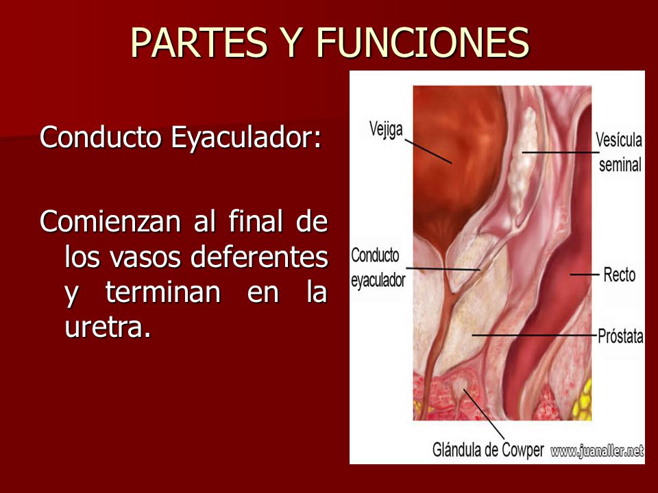 partes y funciones de la uretra